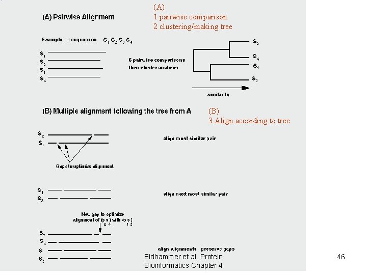 (A) 1 pairwise comparison 2 clustering/making tree (B) 3 Align according to tree Eidhammer (A) 1 pairwise comparison 2 clustering/making tree (B) 3 Align according to tree Eidhammer