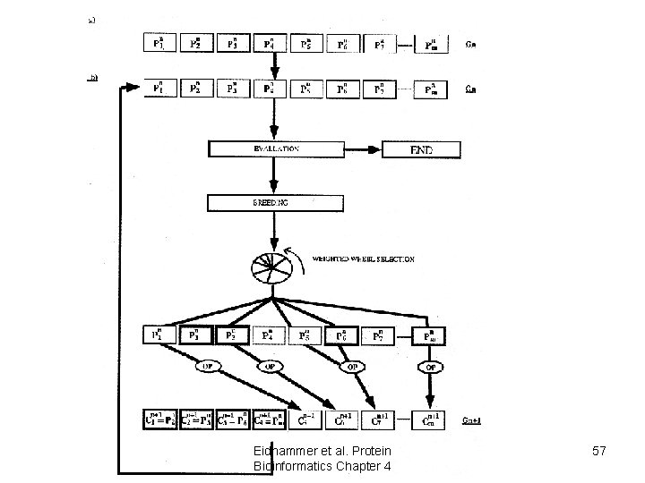 Eidhammer et al. Protein Bioinformatics Chapter 4 57 Eidhammer et al. Protein Bioinformatics Chapter 4 57