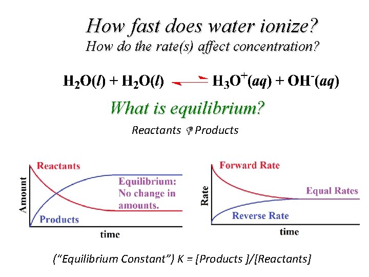 How fast does water ionize? How do the rate(s) affect concentration? What is equilibrium?