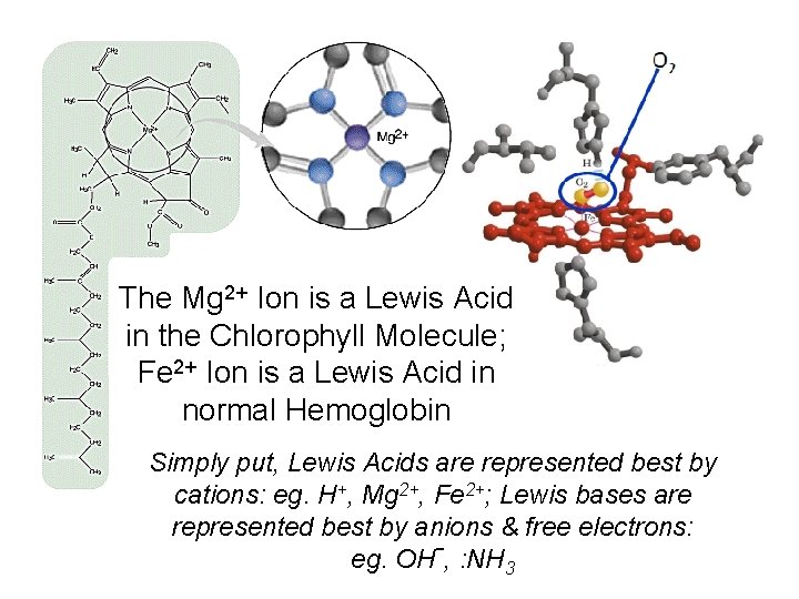 The Mg 2+ Ion is a Lewis Acid in the Chlorophyll Molecule; Fe 2+