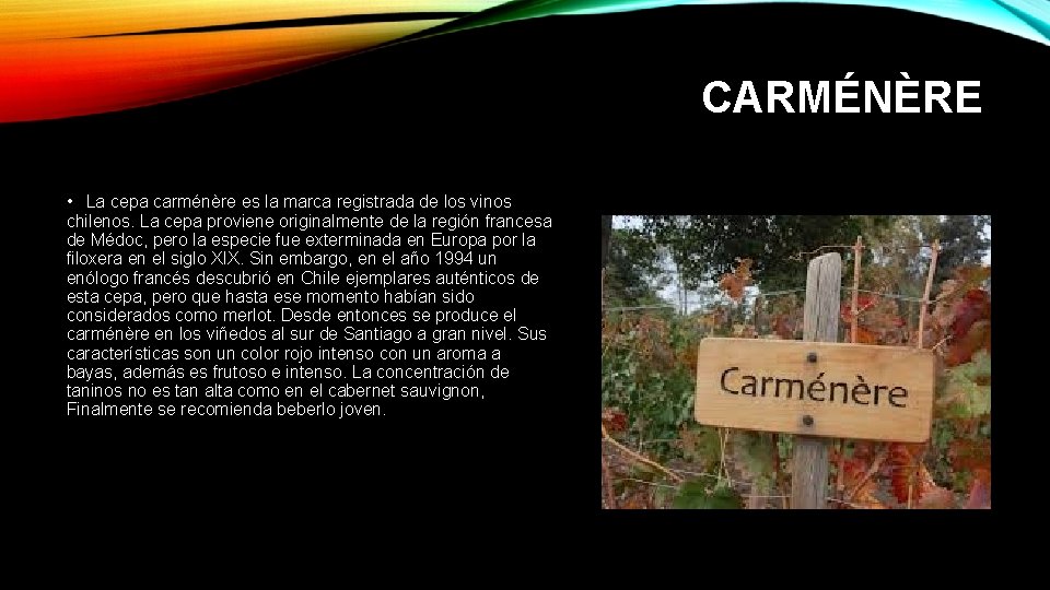 CARMÉNÈRE • La cepa carménère es la marca registrada de los vinos chilenos. La