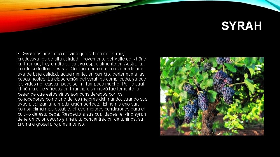 SYRAH • Syrah es una cepa de vino que si bien no es muy