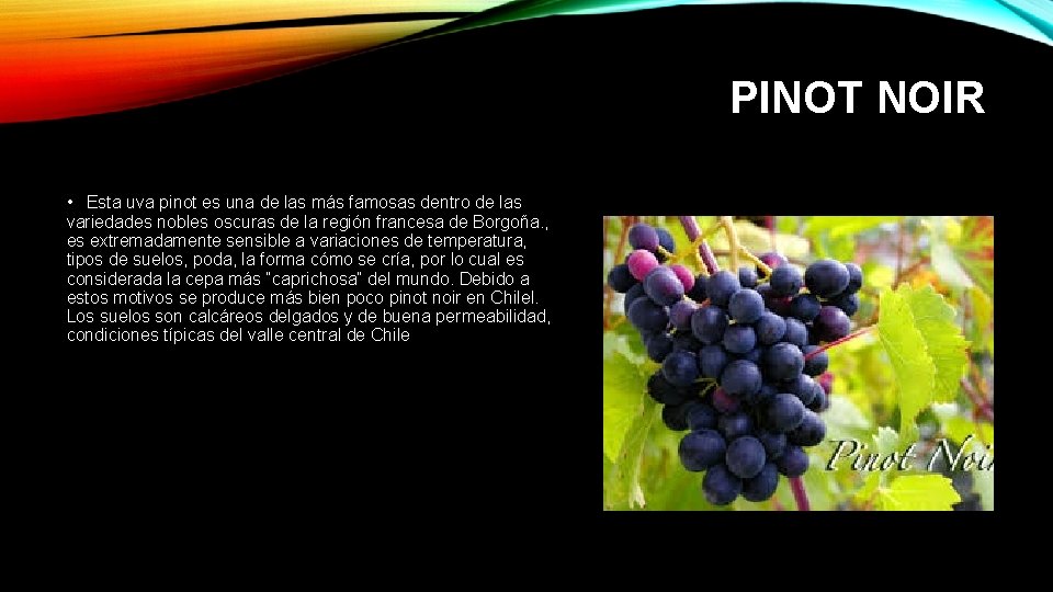 PINOT NOIR • Esta uva pinot es una de las más famosas dentro de