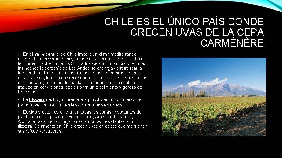 CHILE ES EL ÚNICO PAÍS DONDE CRECEN UVAS DE LA CEPA CARMÉNÈRE • En