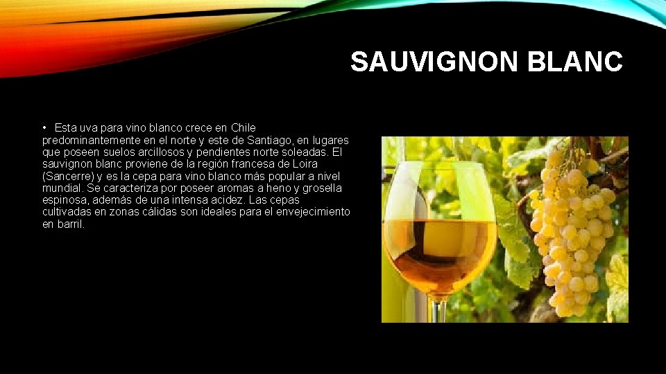SAUVIGNON BLANC • Esta uva para vino blanco crece en Chile predominantemente en el