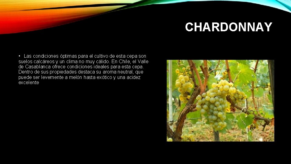 CHARDONNAY • Las condiciones óptimas para el cultivo de esta cepa son suelos calcáreos