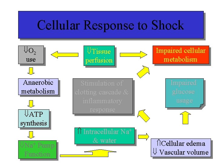 Cellular Response to Shock O 2 use Anaerobic metabolism ATP synthesis Na+ Pump Function