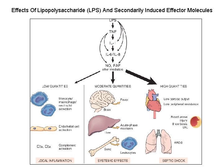 Effects Of Lipopolysaccharide (LPS) And Secondarily Induced Effector Molecules 