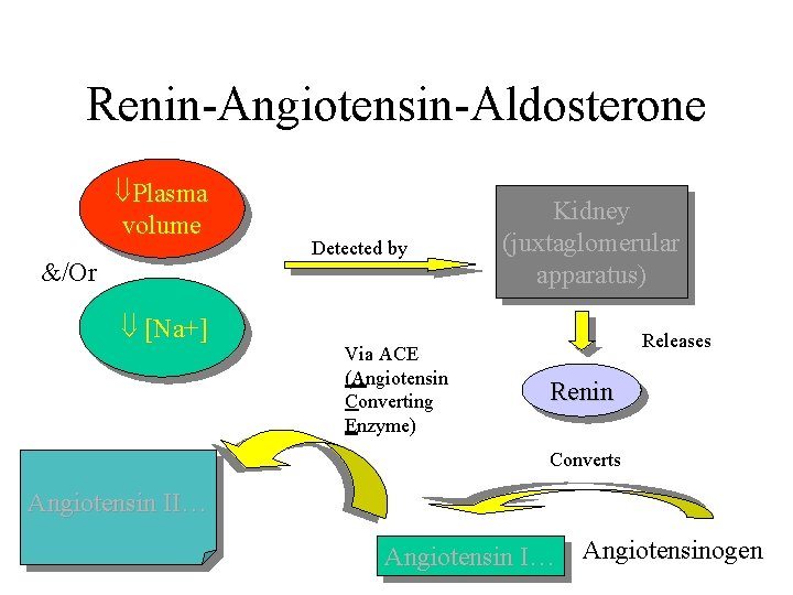 Renin-Angiotensin-Aldosterone Plasma volume &/Or [Na+] Detected by Via ACE (Angiotensin Converting Enzyme) Kidney (juxtaglomerular