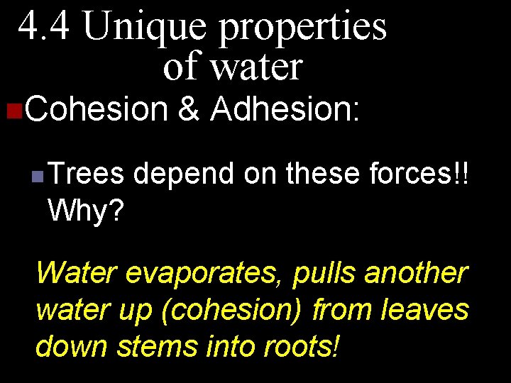 4. 4 Unique properties of water n. Cohesion n Trees & Adhesion: depend on