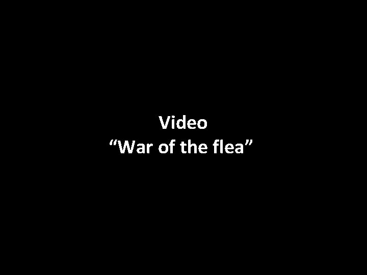 Video “War of the flea” 
