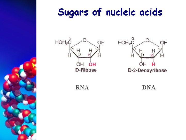 Sugars of nucleic acids RNA DNA 