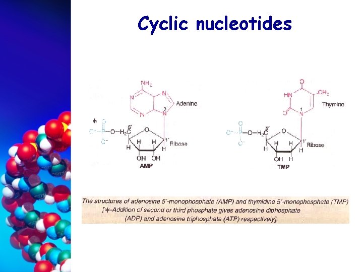 Cyclic nucleotides 