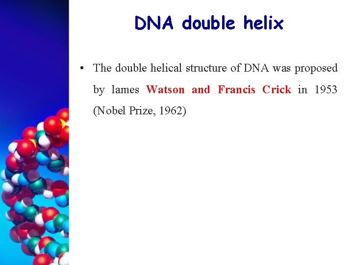 DNA double helix • The double helical structure of DNA was proposed by lames