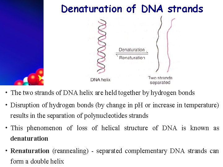 Denaturation of DNA strands • The two strands of DNA helix are held together