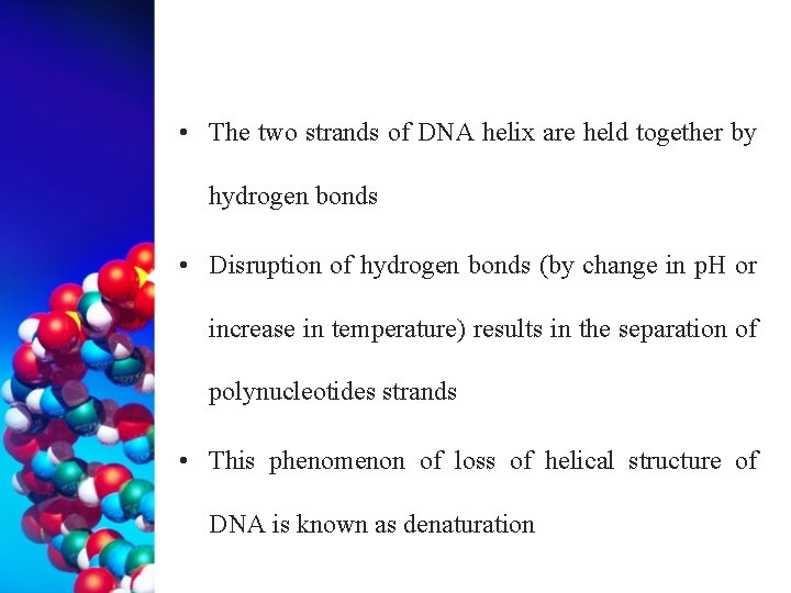 • The two strands of DNA helix are held together by hydrogen bonds