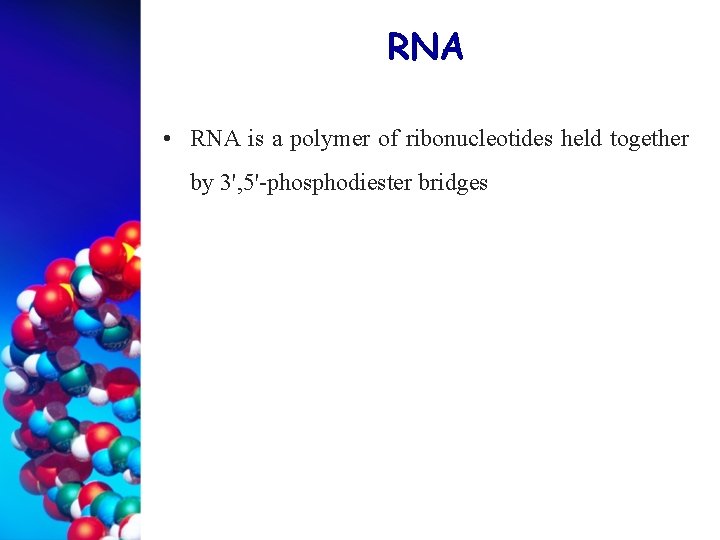 RNA • RNA is a polymer of ribonucleotides held together by 3', 5'-phosphodiester bridges