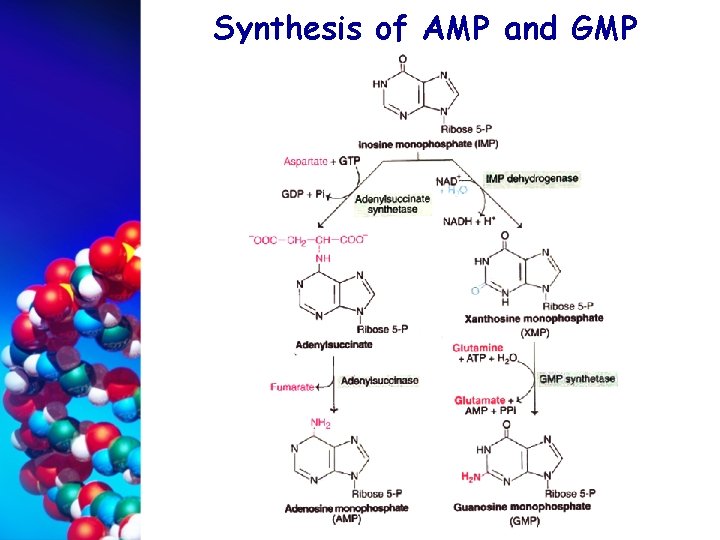 Synthesis of AMP and GMP 