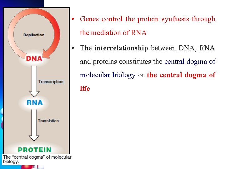  • Genes control the protein synthesis through the mediation of RNA • The