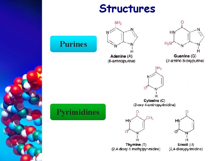 Structures Purines Pyrimidines 