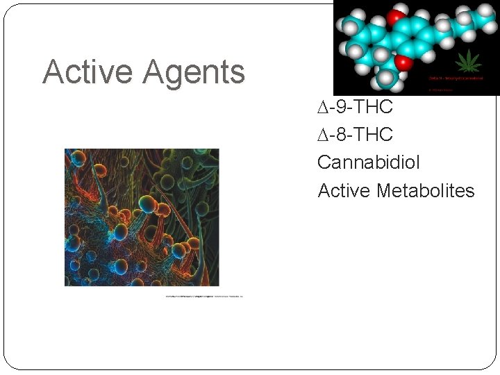 Active Agents -9 -THC -8 -THC Cannabidiol Active Metabolites 