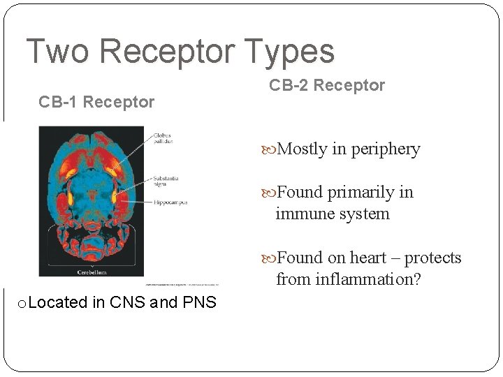 Two Receptor Types CB-1 Receptor CB-2 Receptor Mostly in periphery Found primarily in immune