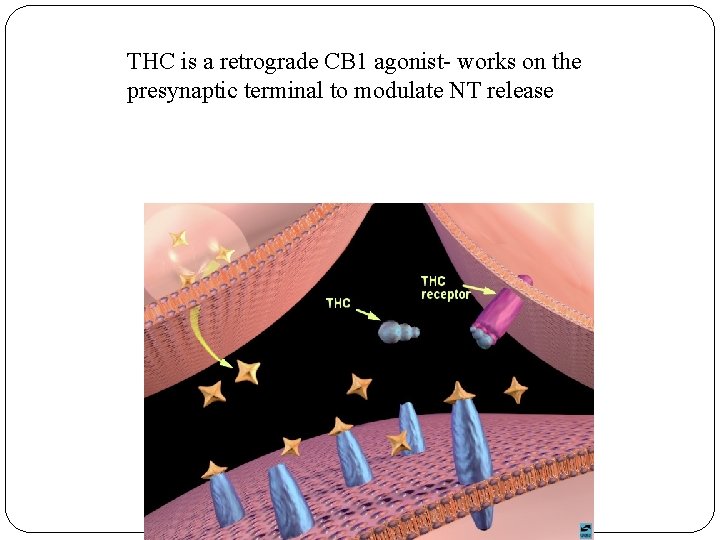 THC is a retrograde CB 1 agonist- works on the presynaptic terminal to modulate