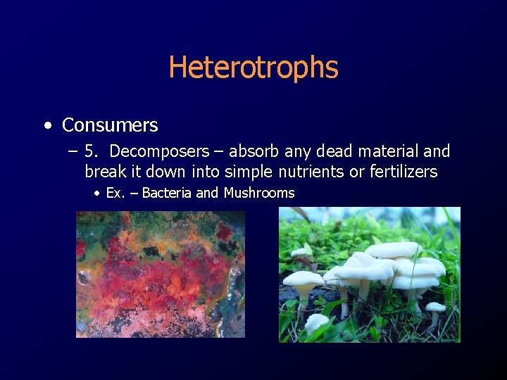 Heterotrophs • Consumers – 5. Decomposers – absorb any dead material and break it