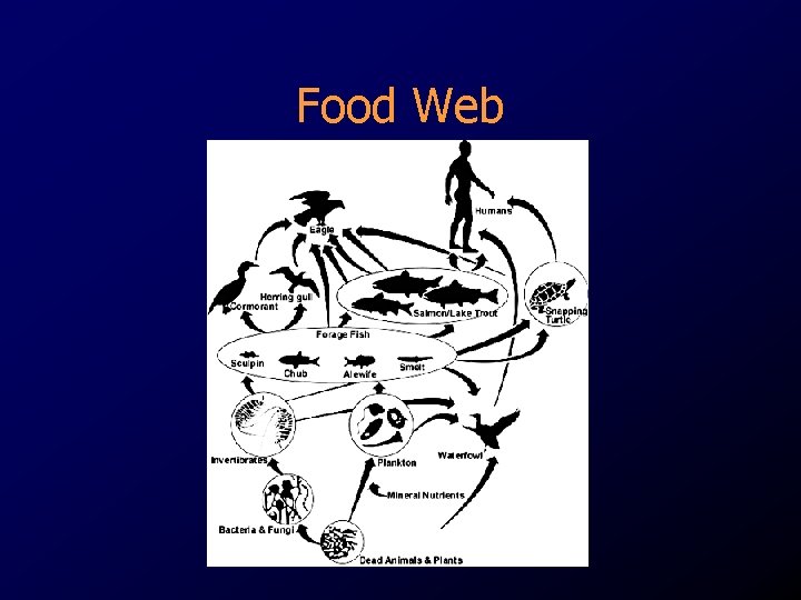 Food Web 