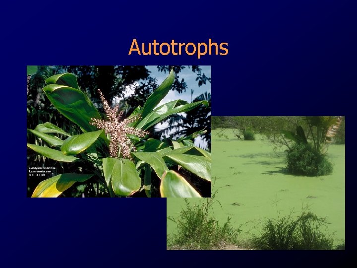 Autotrophs 