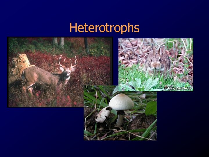 Heterotrophs 