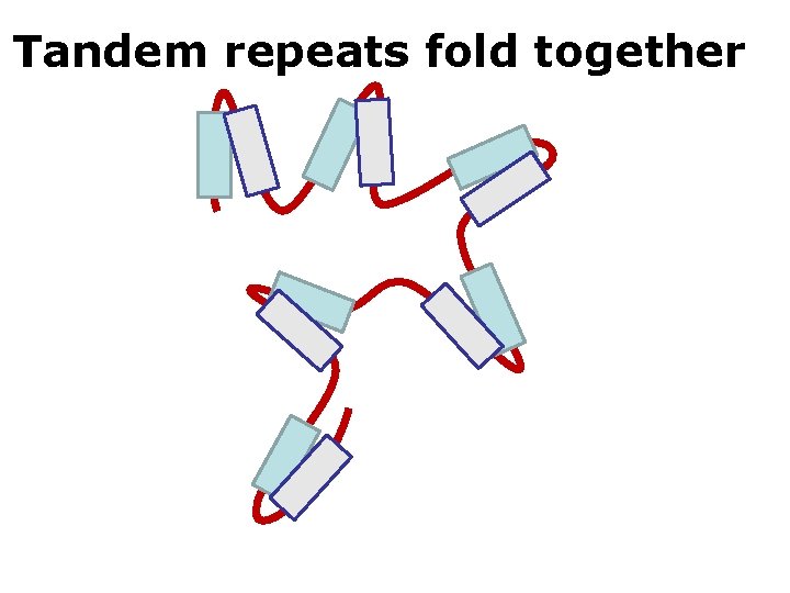 Tandem repeats fold together 