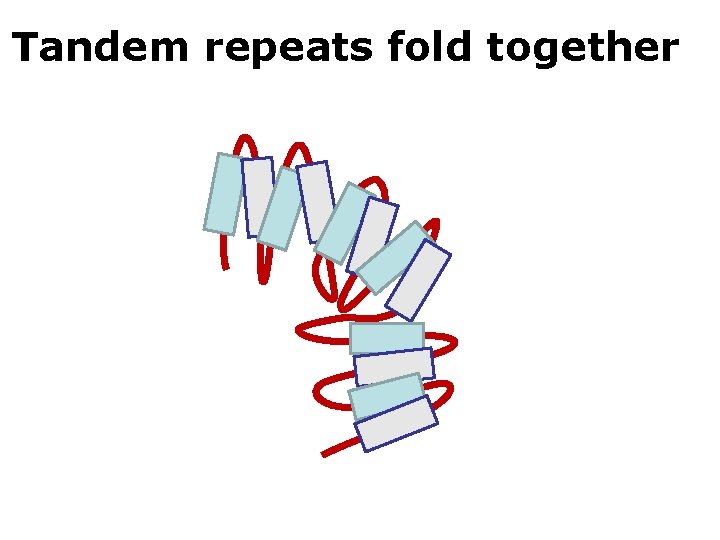 Tandem repeats fold together 