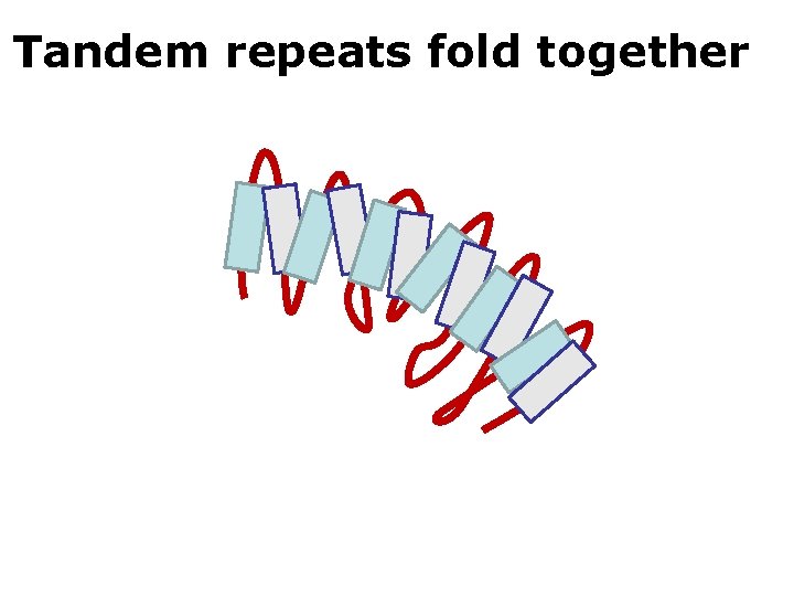 Tandem repeats fold together 