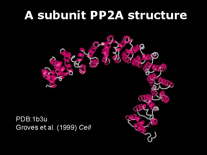 A subunit PP 2 A structure PDB: 1 b 3 u Groves et al.