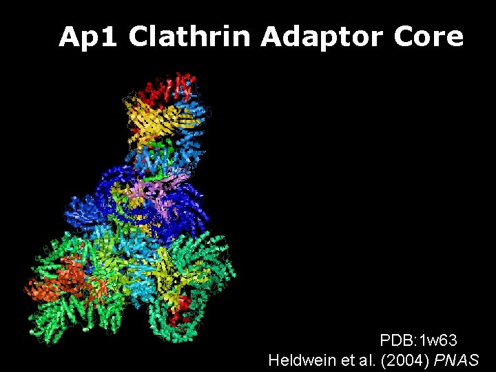 Ap 1 Clathrin Adaptor Core PDB: 1 w 63 Heldwein et al. (2004) PNAS