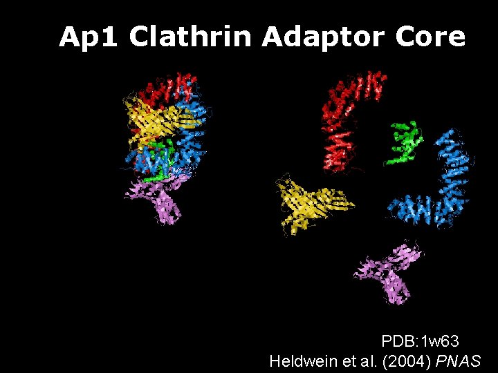 Ap 1 Clathrin Adaptor Core PDB: 1 w 63 Heldwein et al. (2004) PNAS