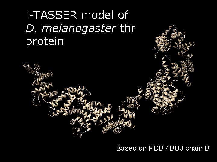 i-TASSER model of D. melanogaster thr protein Based on PDB 4 BUJ chain B