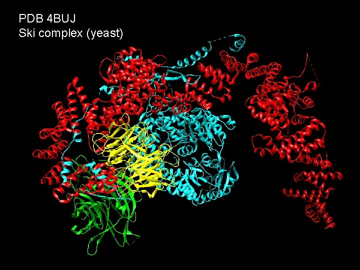 PDB 4 BUJ Ski complex (yeast) 