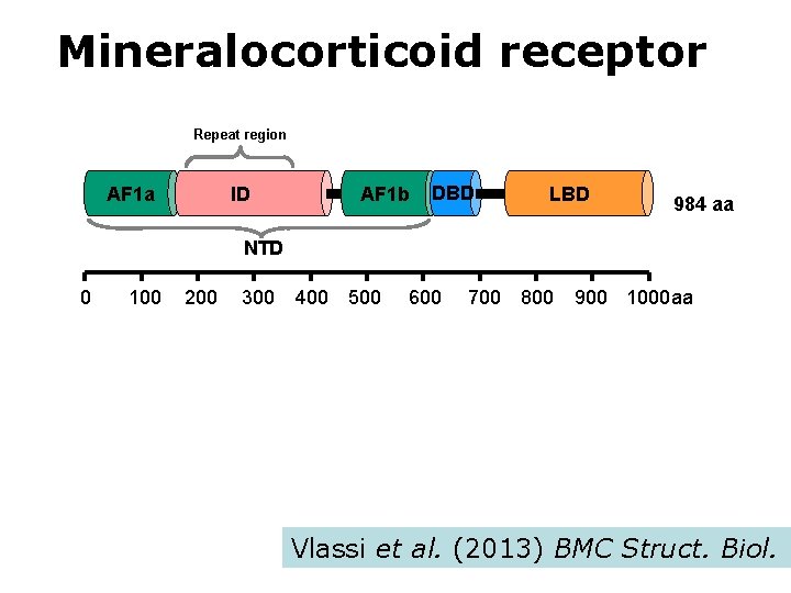 Mineralocorticoid receptor Repeat region AF 1 a ID AF 1 b DBD LBD 984