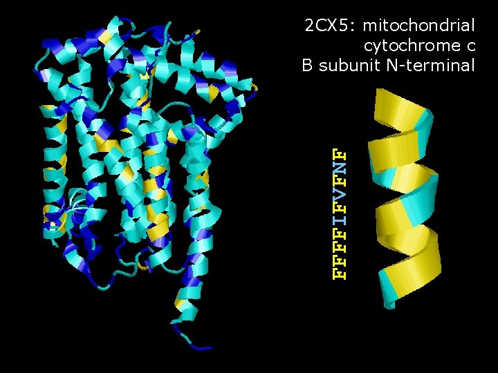FFFFIFVFNF 2 CX 5: mitochondrial cytochrome c B subunit N-terminal 