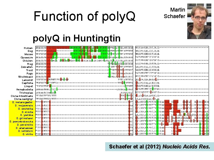 Function of poly. Q Martin Schaefer poly. Q in Huntingtin Human Dog Mouse Opossum