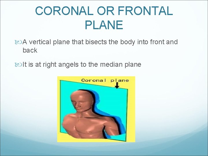 CORONAL OR FRONTAL PLANE A vertical plane that bisects the body into front and