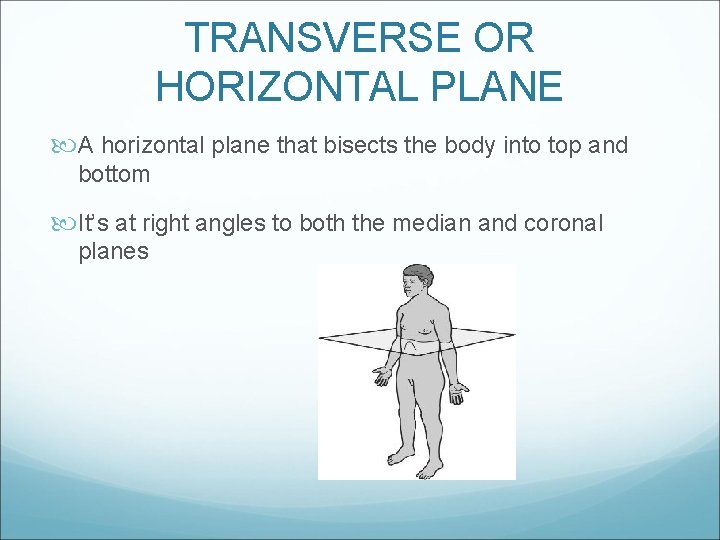 TRANSVERSE OR HORIZONTAL PLANE A horizontal plane that bisects the body into top and