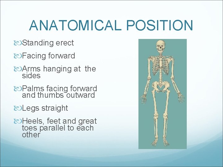 ANATOMICAL POSITION Standing erect Facing forward Arms hanging at the sides Palms facing forward