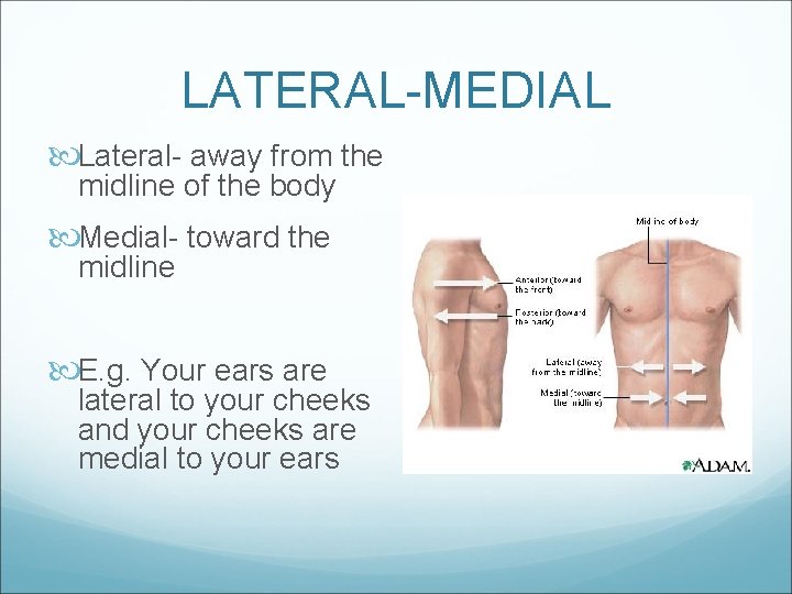 LATERAL-MEDIAL Lateral- away from the midline of the body Medial- toward the midline E.