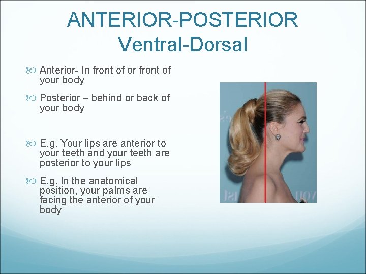 ANTERIOR-POSTERIOR Ventral-Dorsal Anterior- In front of or front of your body Posterior – behind