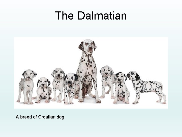 The Dalmatian A breed of Croatian dog 