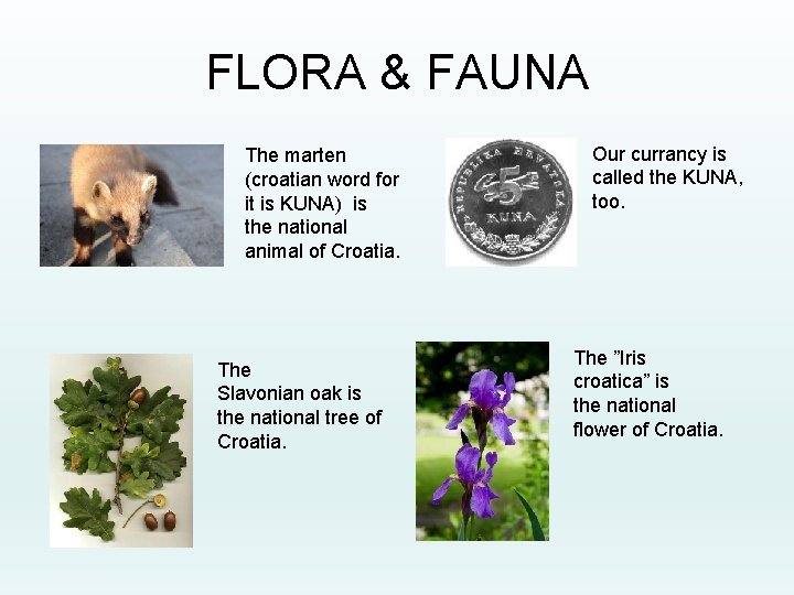 FLORA & FAUNA The marten (croatian word for it is KUNA) is the national