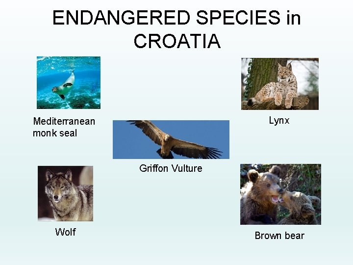 ENDANGERED SPECIES in CROATIA Lynx Mediterranean monk seal Griffon Vulture Wolf Brown bear 